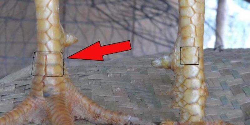 Vảy Gà Tứ Quý Là Gì? Có Phải Là Thần Kê Khó Tìm Không? 1 Một số thông tin thú vị liên quan về vảy gà tứ quý
