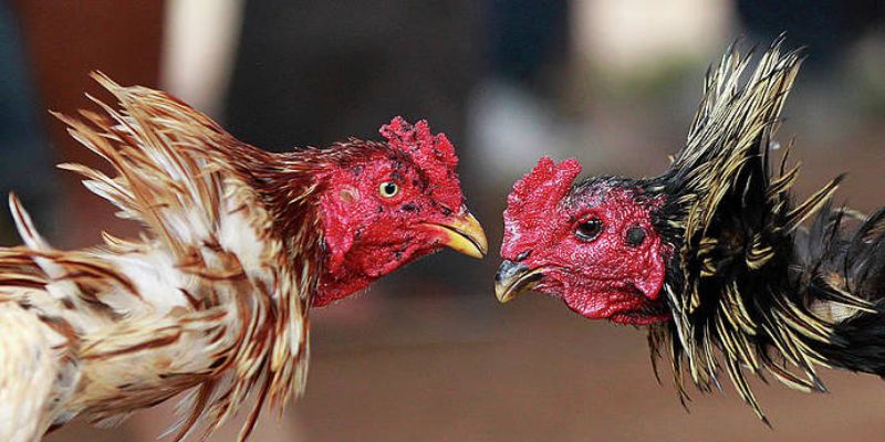 Vảy Gà Tứ Quý Là Gì? Có Phải Là Thần Kê Khó Tìm Không? 3 Cách chăm sóc chiến kê có vảy gà tứ quý chuẩn nhất