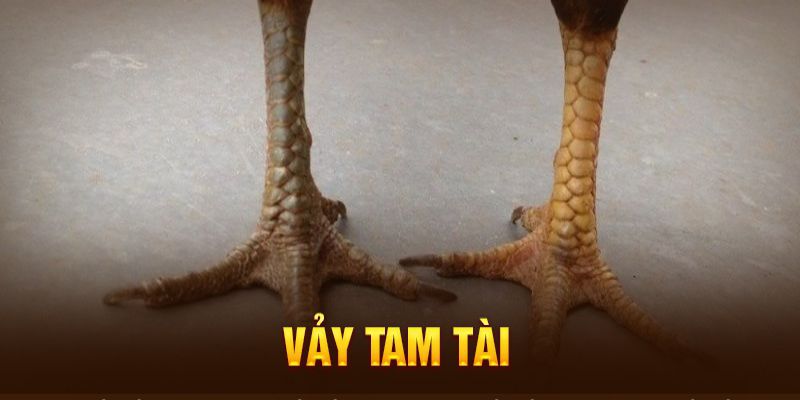 Vảy Gà Tam Tài - Nhận Biết Chiến Kê Giỏi Qua Các Loại Vảy 1 Giới thiệu về vảy gà tam tài