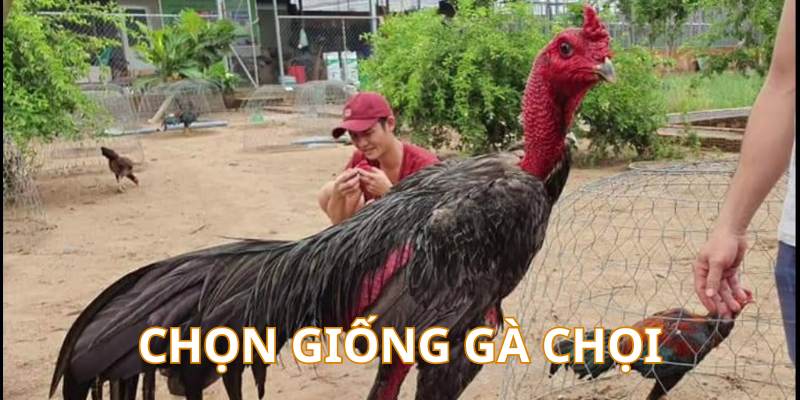 Cách Nuôi Gà Chọi Chuẩn Từ Cao Thủ - Cẩm Nang Mới Nhất 1 Chọn gà chọi tốt trước khi nuôi là bước cơ bản đầu tiên