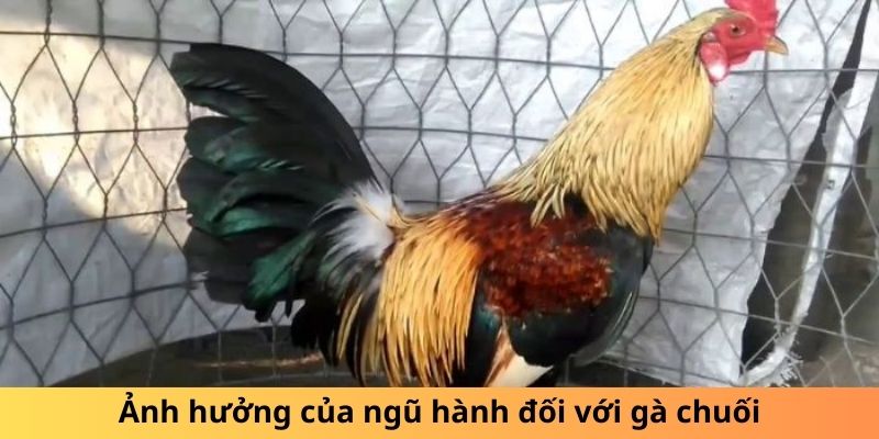 Gà Chuối Là Gì? Sự Thật Thú Vị Về Loài Gà Độc Đáo 3 Ảnh hưởng của ngũ hành đối với gà chuối